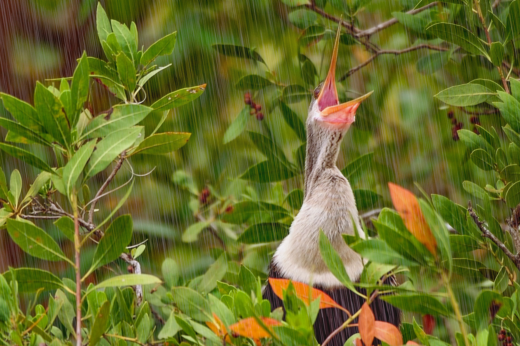 Anhinga bird opens its beak